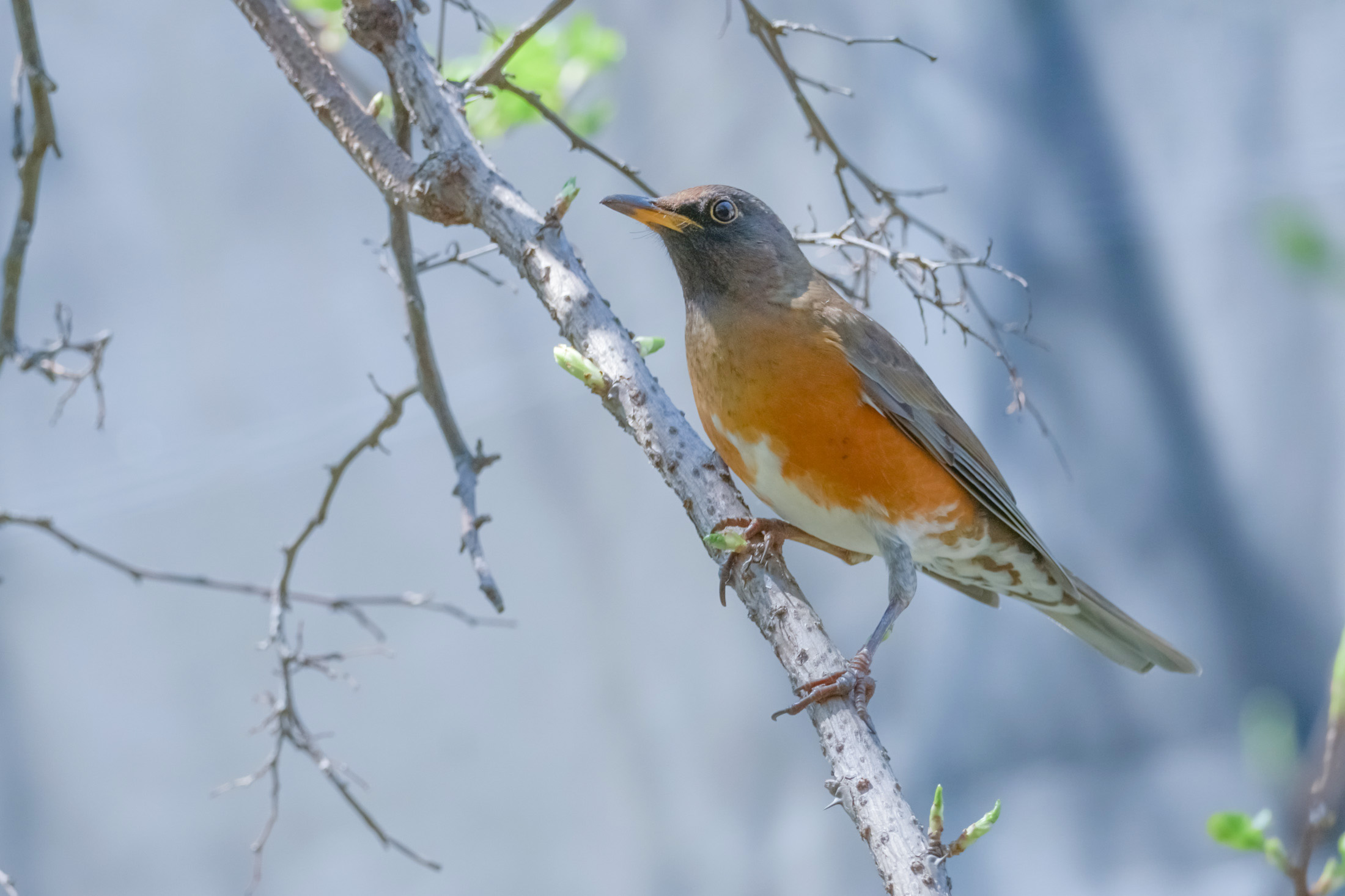 野鳥のアカハラ